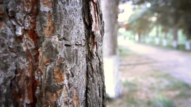 The Trunk Of A Tree: Stock Video