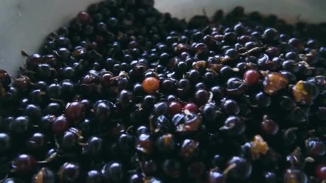 Blackcurrant Berries In Large Bowl: Stock Video