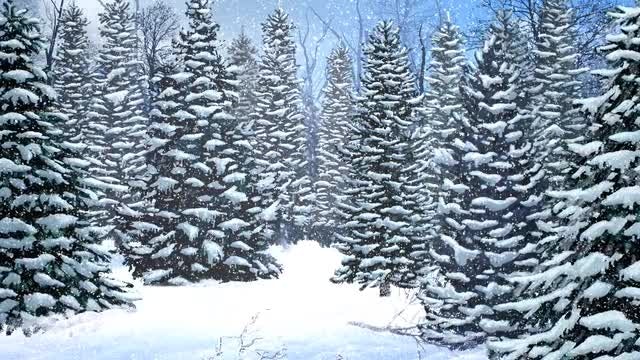 Snowy Trees Winter Background: Stock Motion Graphics