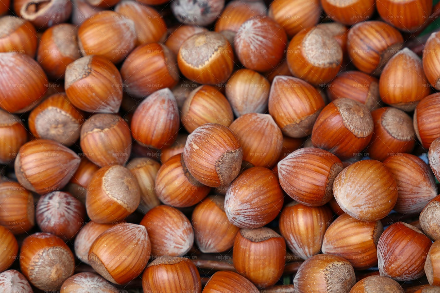 Whole Big Hazelnuts - Stock Photos | Motion Array