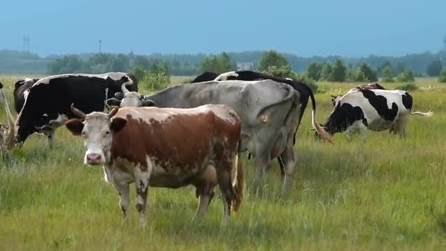 Dairy Cows Grazing On Meadow: Stock Video