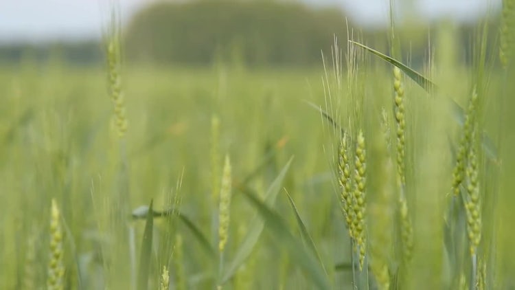 Field Of Green Wheat Ears: Stock Video