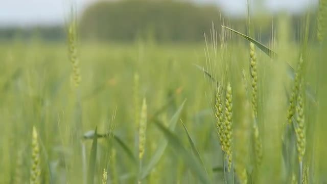 Field Of Green Wheat Ears: Stock Video