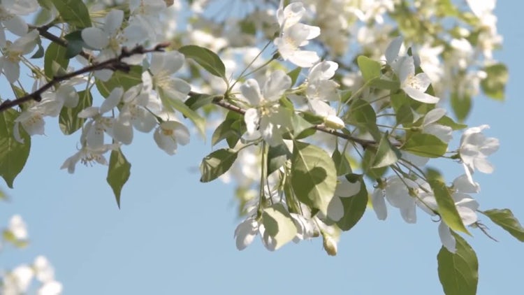 Apple Blossoms During Spring : Stock Video