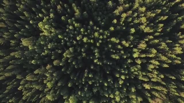 Forest Aerial: Stock Video