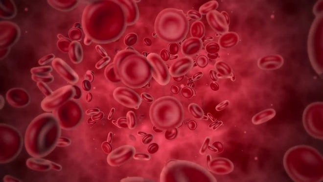 Red Blood Cell Background - Stock Motion Graphics | Motion Array