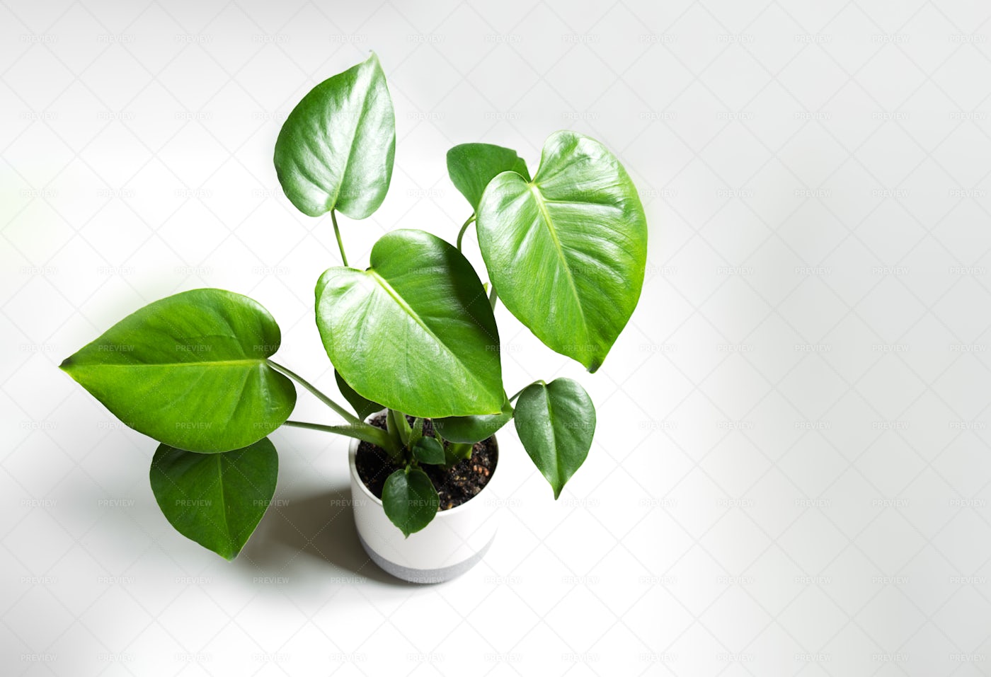Young Plant Of Monstera Deliciosa: Stock Photos