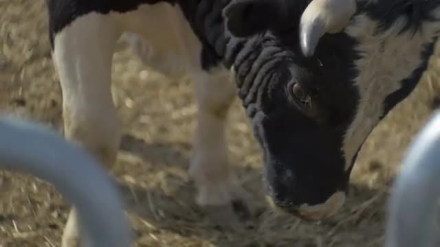 Cow Stands Still And Looks: Stock Video