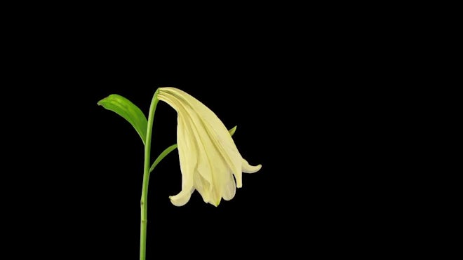 Dying White Easter lily - Stock Video | Motion Array