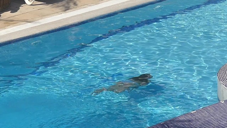 Girl Swimming In The Pool: Stock Video