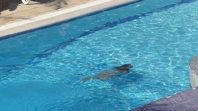 Girl Swimming In The Pool: Stock Video