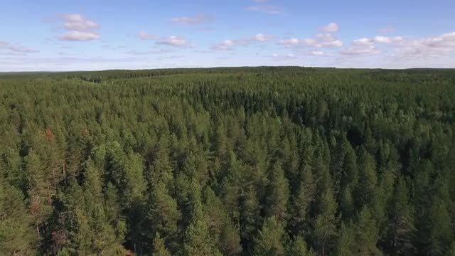Flying Over Forest: Stock Video