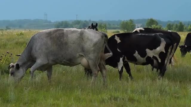 Cows Grazing A Pasture: Stock Video