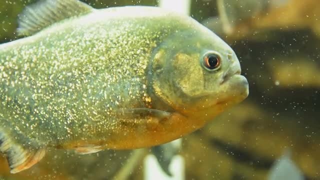 Piranha Nattereri Close Up: Stock Video