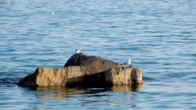 Seagulls on Rock by Beach: Stock Video