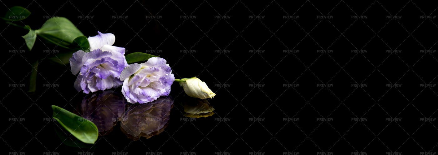 Purple Flowers On Black Background: Stock Photos