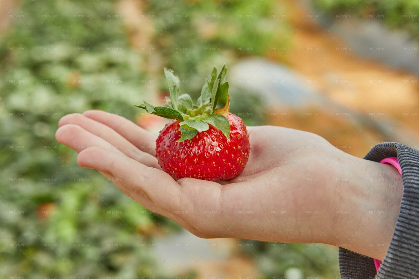 Picking Fresh Strawberries: Stock Photos