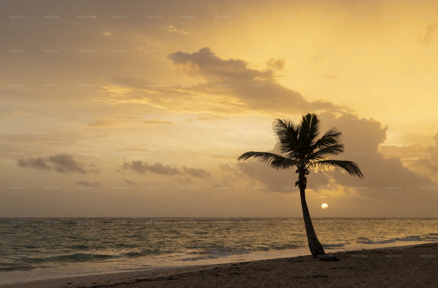 Coconut Palm At Sunrise: Stock Photos