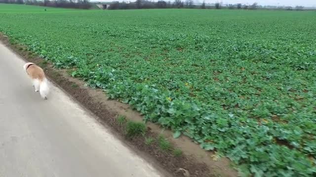 Dog Walking By Green Field: Stock Video