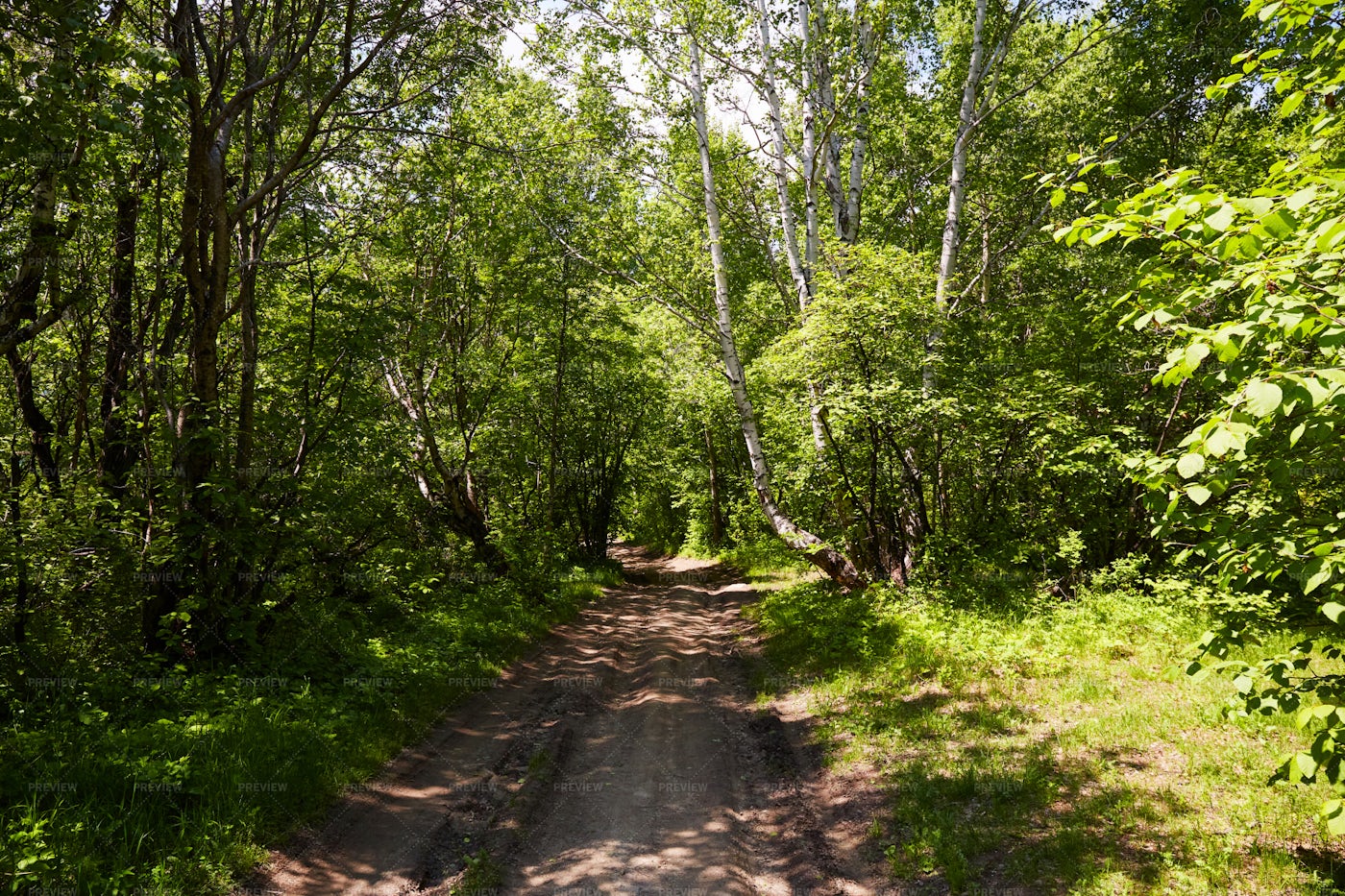 A Road In A Forest: Stock Photos