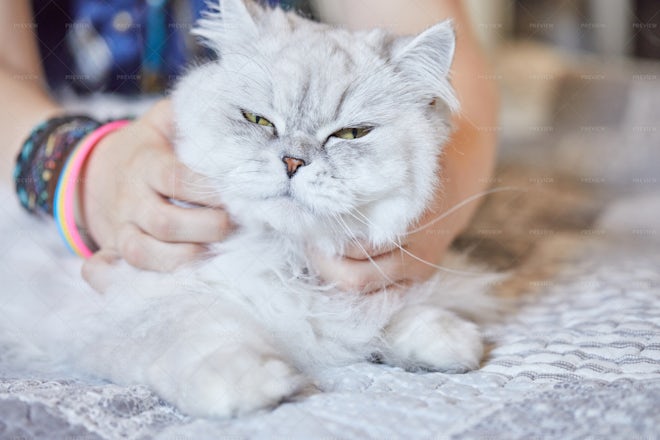 Girl Scratches The Neck Of Cat - Stock Photos | Motion Array