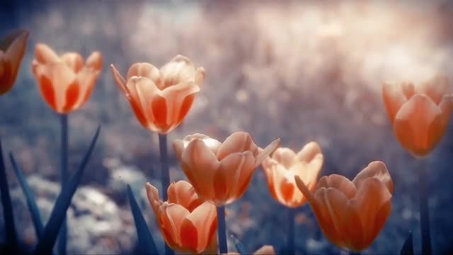 Summer Flowers: Stock Video