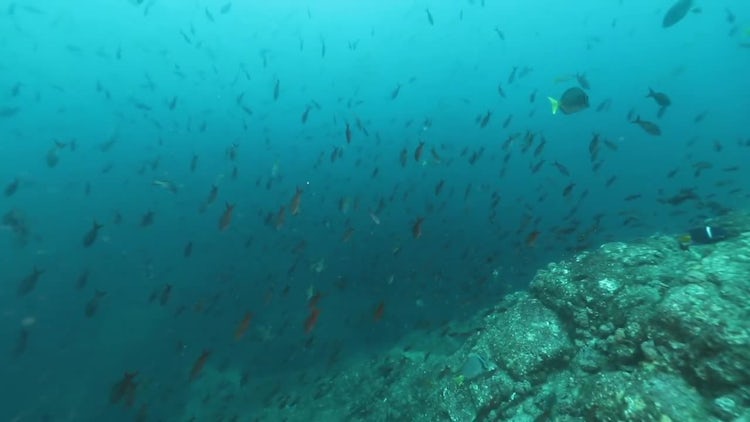 Bait Fish Floating In Water: Stock Video