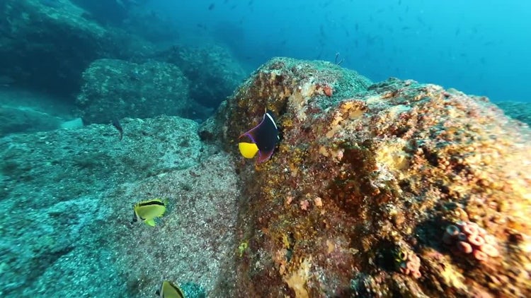 POV Shot Of Ocean Floor: Stock Video