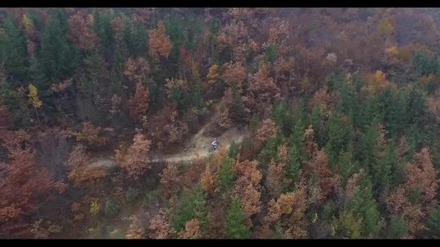 Mountain Biker in Forest: Stock Video