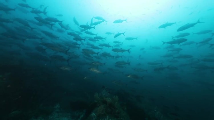 School Of Fish: Stock Video