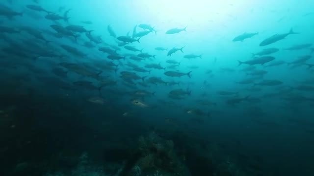 School Of Fish: Stock Video