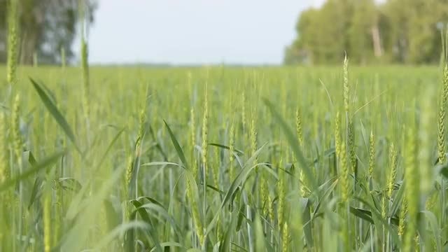 Expansive Green Wheat Planatation: Stock Video