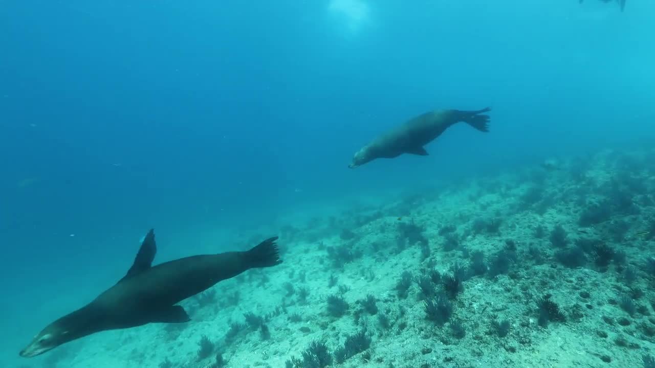 Seals Swimming Underwater - Stock Video | Motion Array