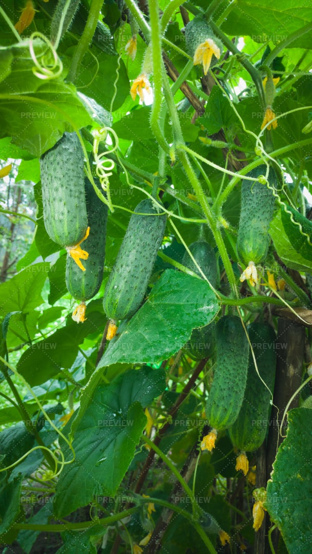 Ripe Green Cucumbers In Garden: Stock Photos