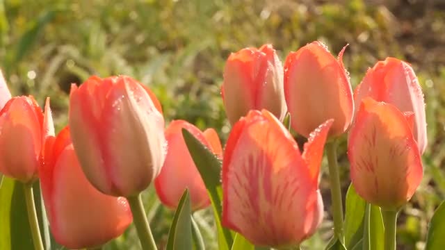 Tulips With Dew Under Sunlight: Stock Video