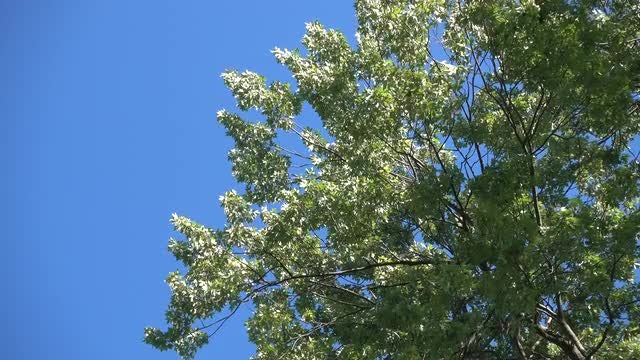 Coniferous Tree Against Blue Background: Stock Video
