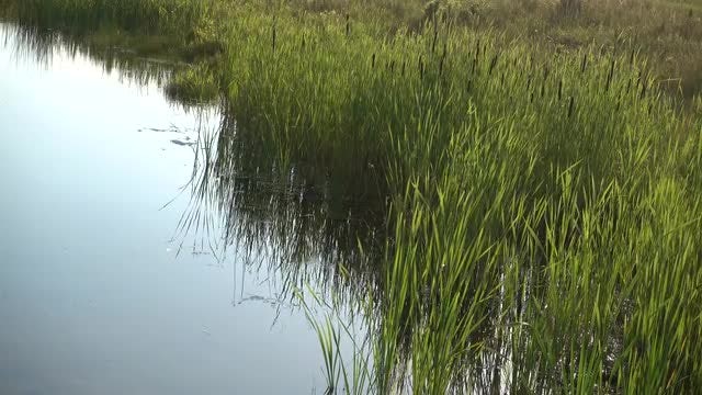 Tall Grass In Pond Water: Stock Video