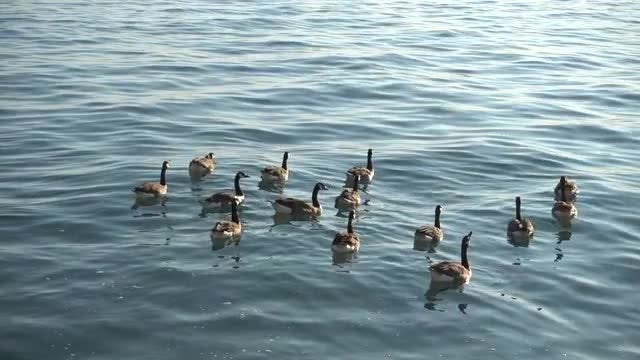 Canadian Geese Swimming In Ocean: Stock Video