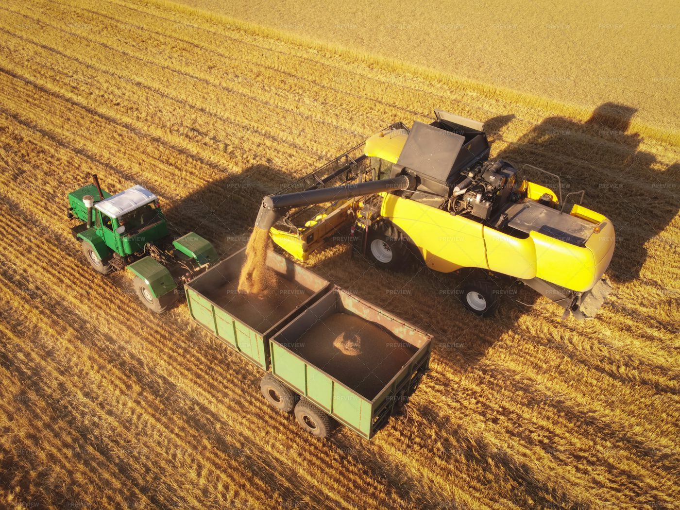 Wheat Seeds Loading In Trailer: Stock Photos
