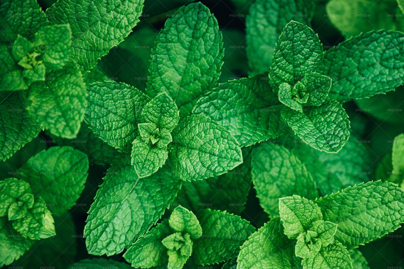 Mint Herb Plants: Stock Photos