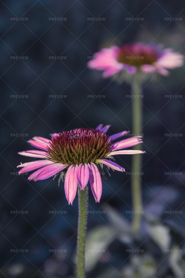 Echinacea Purpurea Flower: Stock Photos