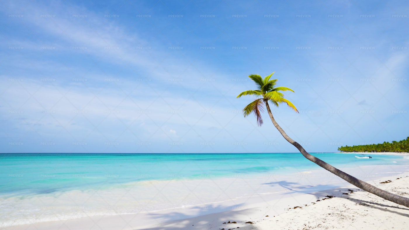 Lonely Palm Above The Sea: Stock Photos