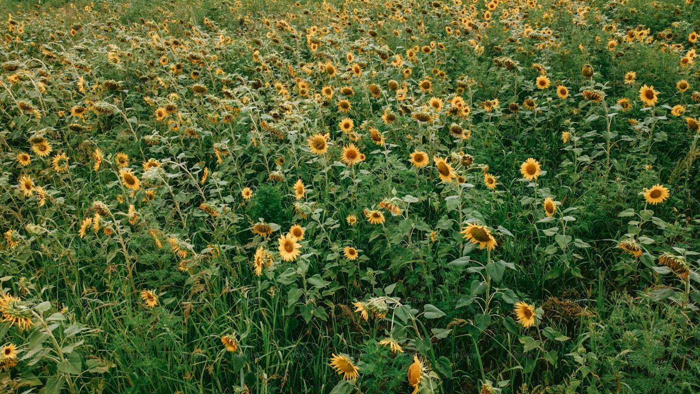 Sunflower Field: Stock Photos