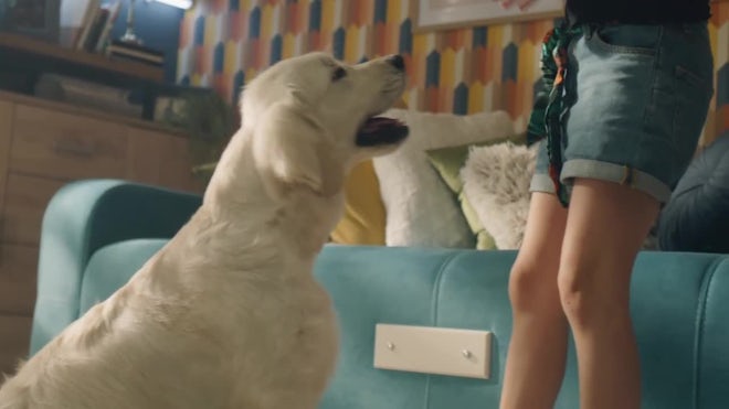 Young Girl Playing With Dog At Home - Stock Video | Motion Array